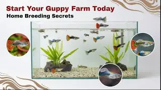 Guppy fish breeding process | Best guppy fish for breeding | how to start guppy farm at home | 