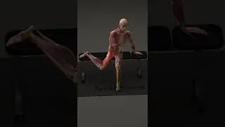 This hip stretch releases deep hip tension #anatomy #anatomy #hipmobility