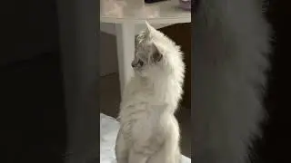 Я не кот, а вы думали что я кот? Нет, я просто еще не знаю кто я! #shorts #прикольныекоты