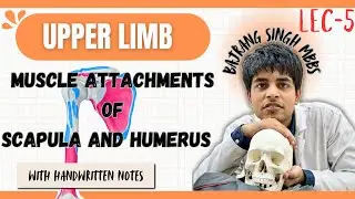 Muscle attachment of humerus , muscle attachment of scapula ll upper limb anatomy ll mbbs 1st year