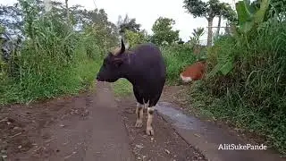 Sapi due desa tambakan yang di sakral kan