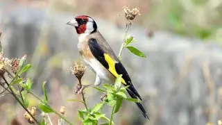 European Goldfinch -  Distelfink - Carduelis carduelis - feeding