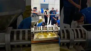 6YL-360 screw oil press machine to cold press cumin seeds oil for customer #oilexpeller #oilpress