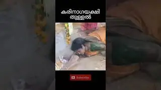 കരിനാഗയക്ഷി തുള്ളൽ #shorts #nagakalam #thullal #hindu