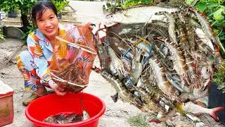 Hôm nay đi chải lại dính toàn tôm sú bụ và tôm thẻ nhiều quá cuộc sống mưu sinh“ Hoàng Lê Vlog “