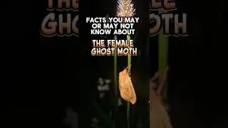 Facts You May or May Not Know About The Female Ghost Moth #nature #insects #facts #shorts #fyp #new