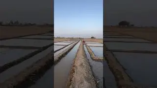 Watering the Seeds Rice Farming Begins First Step to Harvest Seeds + Water = Life