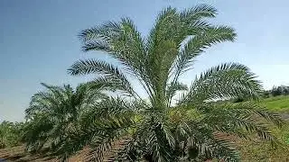 13فدان 170 نخله طراحه بئر خاص وزريبه شاهد الفيديو لكل التفاصيل 01220251498 قريه بولاق الخارجه