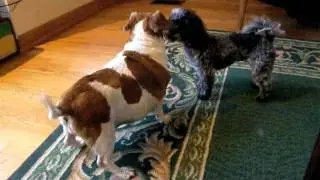 MISS MOLLIE & RAGS