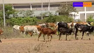 Cattle Grazing at Oasis Field, Near JKUAT