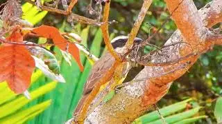 Neinei (Megarynchus pitangua)