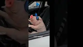 omg!! pig driving car 😂🤣 #shorts #youtubeshorts #funny