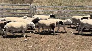 A+ 124 Lambs 20/1/26