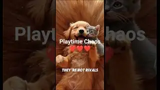 Kitten & Puppy : Playtime Chaos