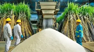 Inside the Factory: World's Largest Sugar Manufacturing Plants