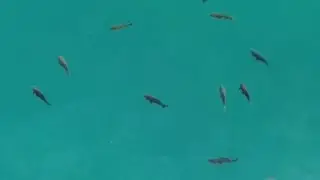Lac du Broc drone carp