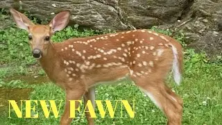 Big Mama's Fawn Haliburton, Ont.