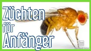 Drosophila Zucht 🍀für Anfänger-Dendrobaten- Pfeilgiftfrosch Dartfrog
