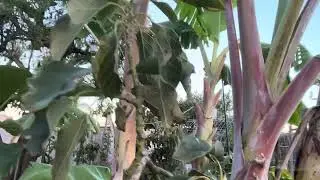 My multi grafted avocado tree:  reed, gem, hass