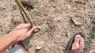 Clearing weeds from our orchard 