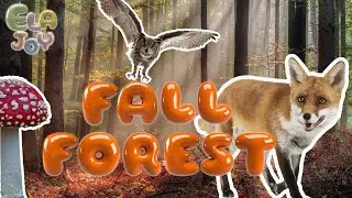 Fall Forest | Low Sensory Sensitive Stimulation for Babies & ADHD Adults