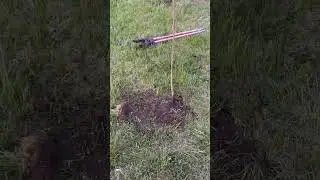 Planting cherry trees!   #planting #farming #gardening #cherry #michigan