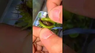 The Infection Is Spreading | Venus Fly Trap