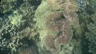 Snorkeling Shelving Beach, Great Keppel Island