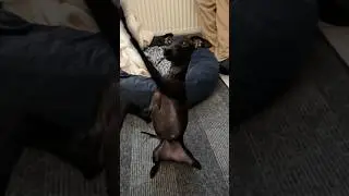 Гални плобуИт киви #галнилевлетка #левретка