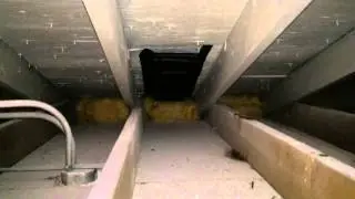 Black Attic Mold Remediation Wheaton, IL
