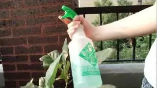 How to Get Rid of Flea Beetles (Black Bugs) on Eggplants
