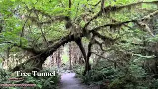Spruce Nature Trail, Hoh Rain Forest, Olympic National Park