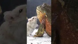 Hamsters Wonder What Bullfrog Is Doing