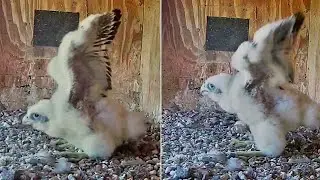 FalconCam Project~ Dad!  look at me🥰🥳 Girris is walking, winging & screaming ~1:32 PM 2025/11/27