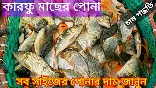 কার্পু মাছের পোনা কোথায় পাওয়া যায়| কারফু মাছের পোনার দাম|মিনার কার্প মাছের রেনু উৎপাদন