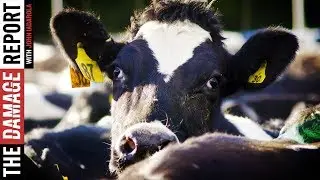 How To End Animal Farming