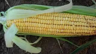 Dent Corn | Colorado Field Crop Tour