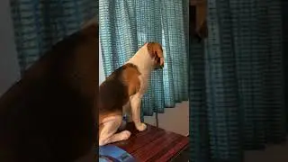 beagle puppy eats three times a day and still wnats more! 😂 #beaglecrew #beagle #puppy #beaglepup