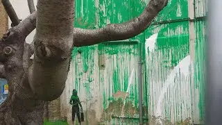 Banksy Tree Mural Defaced Days After Popping Up in London