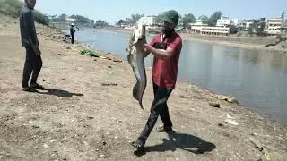 Wallago Attu Catfish Catching | BigPatan Fish Catching | Village RiverFishing