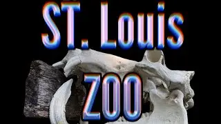 St. Louis Zoo Tour #wkzzrproductions #stl #saintlouis #stlouis #zoo #animal #nature #preservation