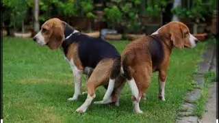 Dogs mating #dogsmating