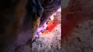Ctenoides ales&nbsp;&mdash;&nbsp;моллюск-дискотека, также известный как&nbsp;электрический моллюск