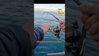 P&ecirc;che d&rsquo;un &eacute;norme poulpe 🐙 en mer du bord #p&ecirc;che #mada&iuml; #vertical #dr&ocirc;le #poulpe #octopus #bigfish