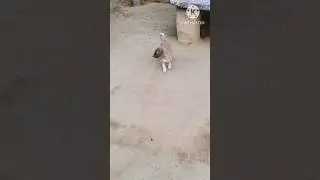#duniya jalti hai jalne do #shortsvideo #funny #viral #comedy #dog #trending
