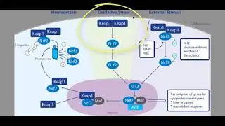 The Mechanisms of Nrf2 activation diagrammatically explained