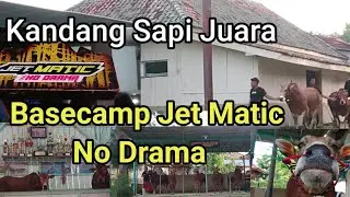 Gerebek Basecamp Sapi Juara -  Jet Matic  Mei 2022.
