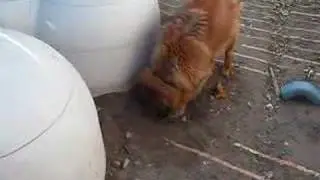 Dog hiding bone