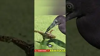 This Frog Never Stood a Chance&hellip; 😱