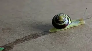 Snail Trails | Snail Meditation | Pretty Snail Crossing Your Way | Relaxing